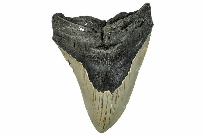 Bargain, Fossil Megalodon Tooth - Serrated Blade #294690